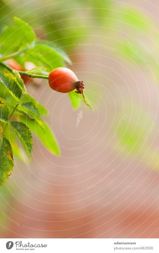 Herbst. Hagebutte. Natur Pflanze Tier Nutzpflanze Wildpflanze Hagebutten Garten Blühend Blick verblüht dehydrieren Wachstum natürlich stachelig grün rot