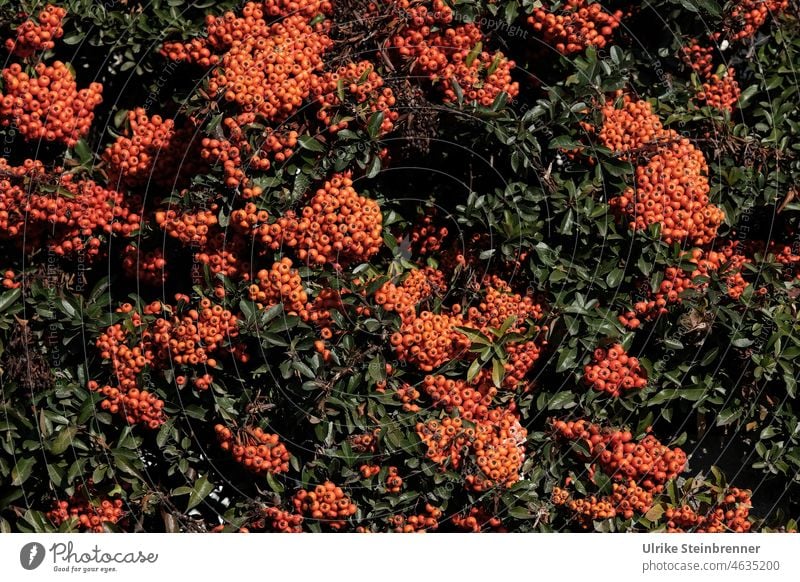 Hecke aus Feuerdorn mit Früchten Pyracantha rot leuchtend Strauch immergrün Pflanze Beeren Garten Herbst Beerensträucher Zierstrauch Gehölz Vogelschutz