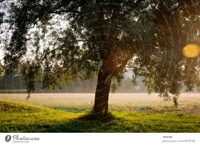 Licht Umwelt Natur Landschaft Sonnenlicht Sommer Klima Schönes Wetter Baum Park Wiese leuchten Wachstum ästhetisch Gesundheit schön Stimmung Leben Baumstamm