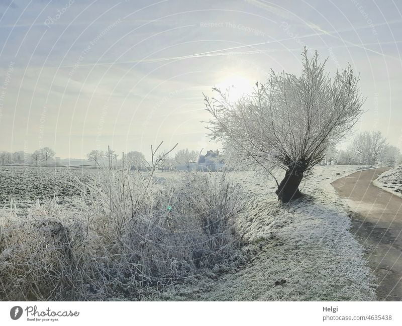 mit Raureif bedeckte Kopfweide, Sträucher und Wiese im Morgennebel, die Sonne kämpft sich durch. Winter Kälte Frost Dezember Wintermorgen Baum Nebel Sonnenlicht