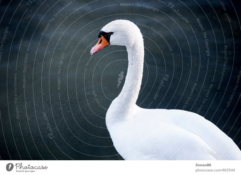 weiße Weste Umwelt Natur Wasser Wassertropfen Herbst See Tier Wildtier Vogel 1 beobachten Schwimmen & Baden ästhetisch außergewöhnlich Sauberkeit