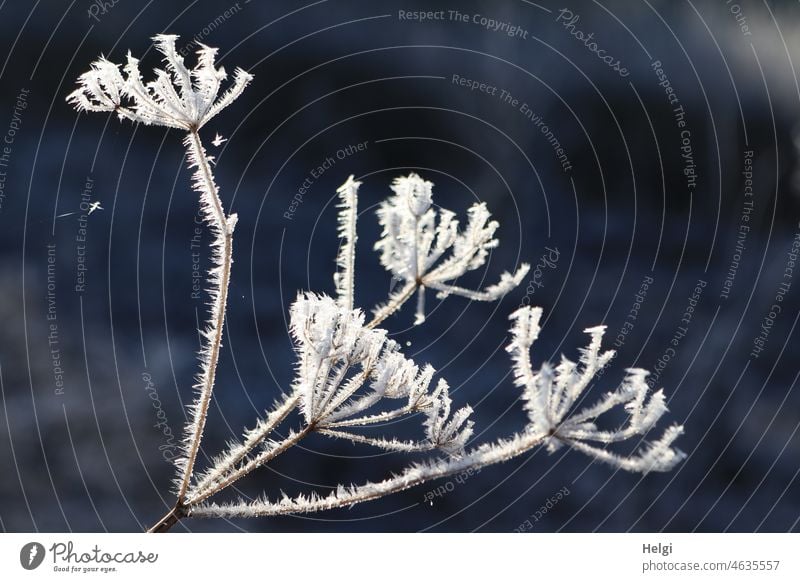 2900 | frostige Zacken an einer vertrockneten Doldenblüte Winter Frost Kälte Raureif zackig spitz kalt Wintermorgen Dezember Sonnenlicht Nahaufnahme