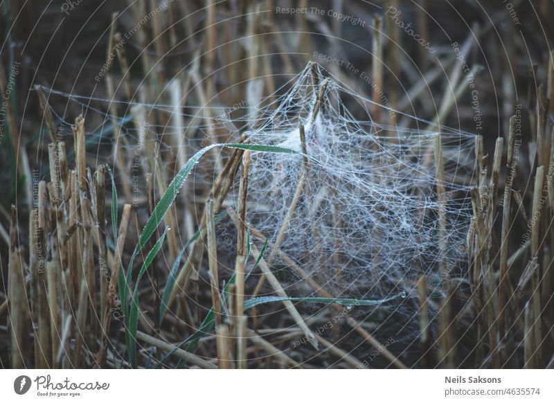 Spinnennetz am kalten Morgen abstrakt Herbst Hintergrund schön blau Nahaufnahme Farbe Design trocknen Frost gefroren Eis Blatt natürlich Natur im Freien Muster