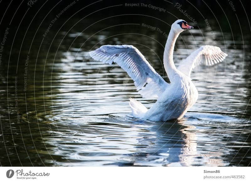 Spannweite schön Natur Wasser Herbst Schönes Wetter Tier Wildtier Vogel 1 ästhetisch sportlich elegant weiß Kraft Bewegung Einsamkeit Zufriedenheit einzigartig