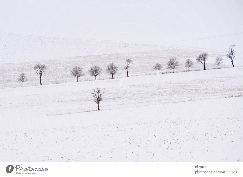 karge, schneebedeckte Landschaft mit zahlreichen kahlen Laubbäumen / Winter / Winterlandschaft Schneelandschaft Bäume Laubbaum Feld Acker Natur frei verschneit