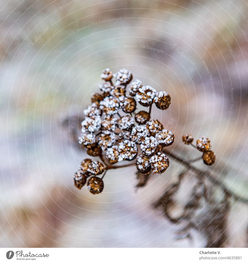 Vertrocknet und mit Raureif verziert vertrocknet vertrocknete Samenkapseln Pflanze Natur Farbfoto Nahaufnahme Außenaufnahme Winter zarte Farben Aquarell