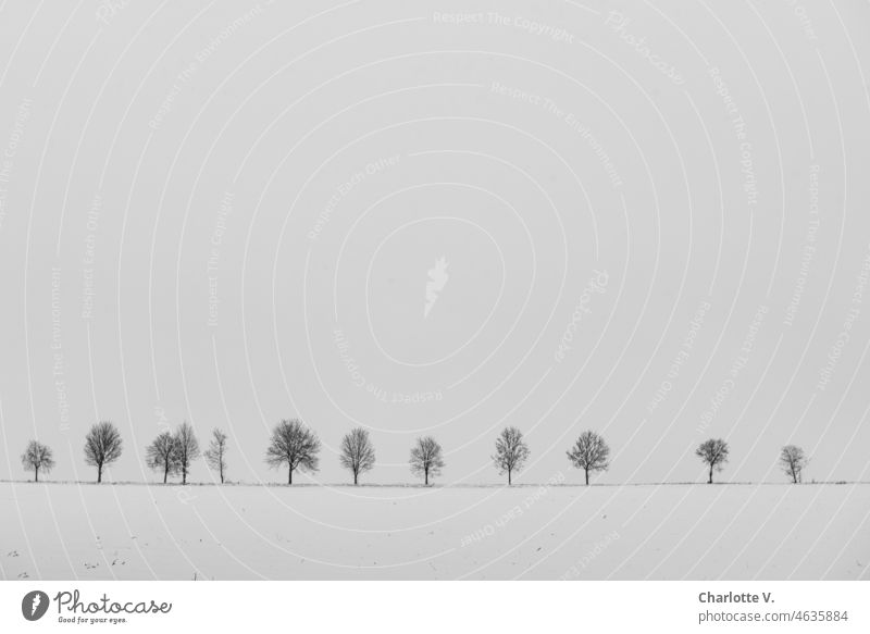 Karge Winterlandschaft mit Baumreihe | Reinheitsgebot Schnee schneebedeckt Bäume kahle Bäume karge Landschaft Natur Wintertag Winterstimmung Schneelandschaft