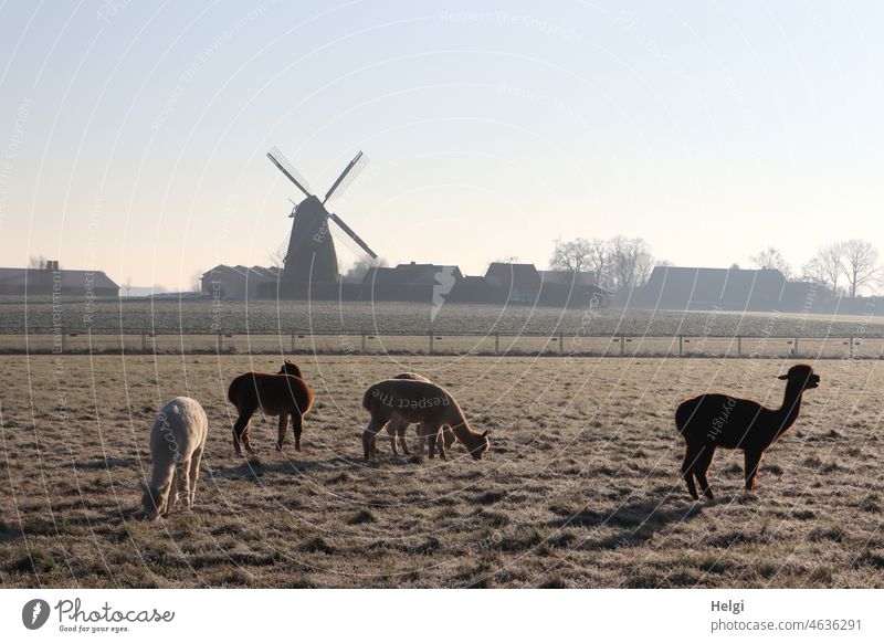 Alpakas in der Morgensonne auf einer frostigen Weide, im Hintergrund eine Windmühle Tier Alpakaherde Winter Kälte Frost Wintermorgen kalt Sonnenlicht Licht