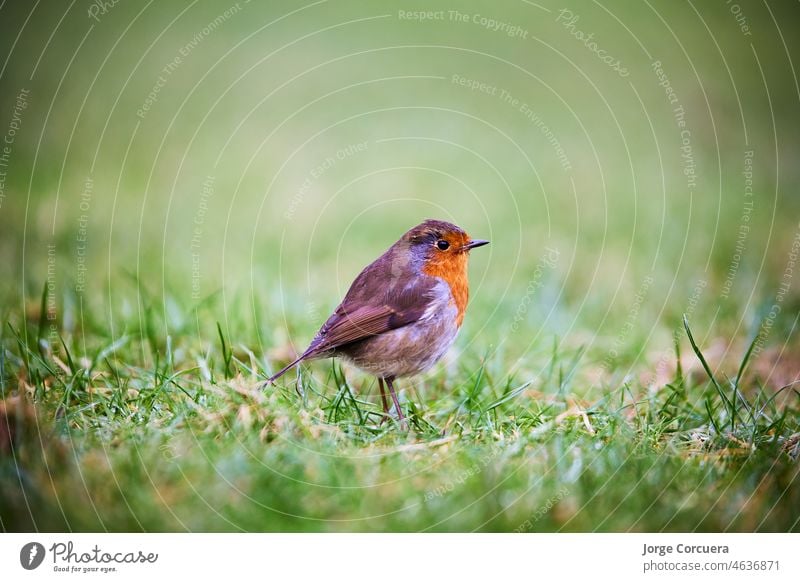 Rotkehlchen (Erithacus Rubecula) Vogelart wildlebend orange farbenfroh Zweig Europäischer Rotkehlchen winzig im Freien Europäer Sitzgelegenheit braun