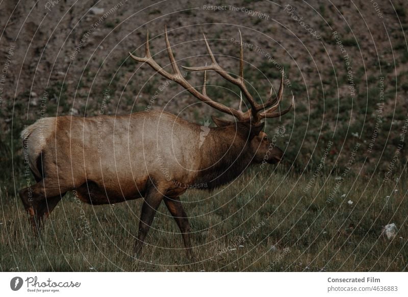 Männlicher Elch beim Spaziergang im Wald Wapiti-Hirsche wild Wälder Colorado montaña Wyoming Berge reisen Abenteuer Ablage Elchgestell Tierwelt Gras Bäume