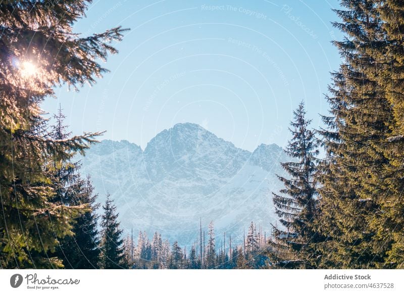 Wald in der Nähe verschneiter Berge in Polen Berge u. Gebirge Tatra Schnee Winter Natur Felsen nadelhaltig Baum Kamm gefroren Frost Ambitus Berghang Krakow