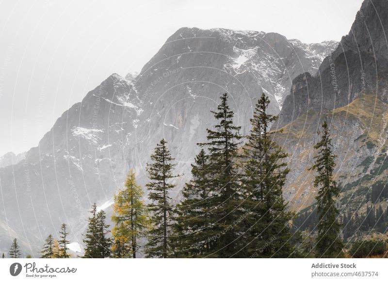 Verschneite Berge in der Nähe von Nadelwäldern im Nebel Berge u. Gebirge Natur Wald Berghang Ambitus Kamm Österreich reisen Salzburg Schnee Landschaft Gipfel