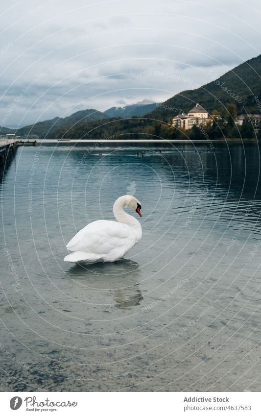 Weißer Schwan schwimmt im See Natur Berge u. Gebirge Wald Österreich Schwimmer schwimmen Vogel Landschaft Tourismus Wasser wolkig Himmel Wohnsiedlung Dorf