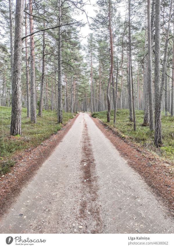 Schmutzige Landstraße im Wald Wälder Baum Natur im Freien Niederlassungen grün Landschaft Bäume Saison reisen Kiefer schön natürlich malerisch Holz Umwelt Park