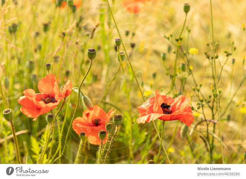 rotes Mohnblumenfeld Feld Sommer Natur Landschaft Flora grün Wiese Pflanze Hummel Blütezeit Blütenblatt Hintergrund Frühling Blütenknospen Gras Blume ländlich