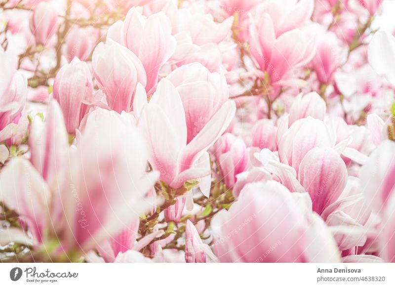 Rosa Magnolienbaum mit blühenden Blumen während des Frühlings Baum Buchse Garten Licht rosa Bank Weg Strauch Überstrahlung Englisch Großbritannien Park