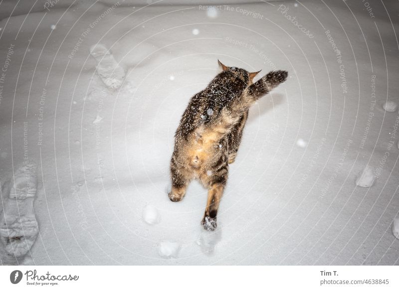 ein schöner Kater zeigt seine Rückseite und läuft durch den Schnee Winter Prenzlauer Berg Berlin Katze Schwanz Stadt Außenaufnahme Hauptstadt Stadtzentrum