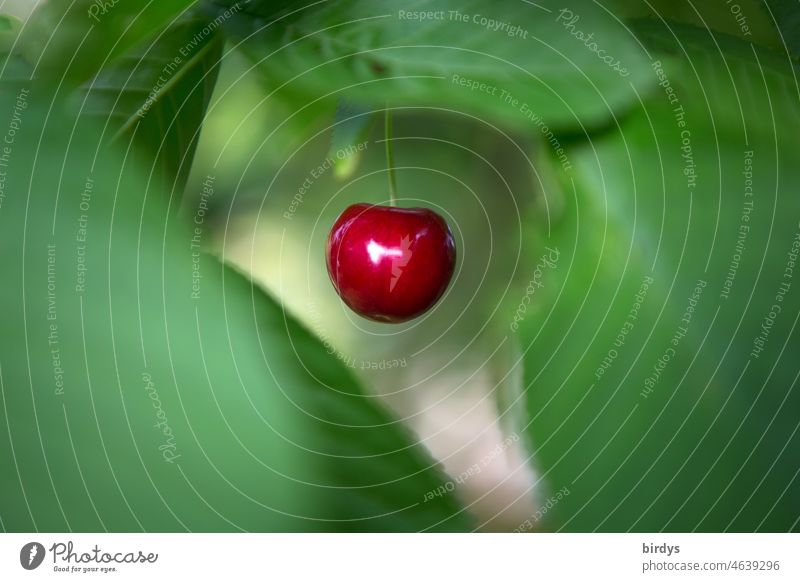 Einzelne, reife Kirsche an einem Baum umgeben von Blattgrün in Unschärfe Frucht einzelne Frucht frisch lecker saftig süß unschärfe rot Reflexion & Spiegelung