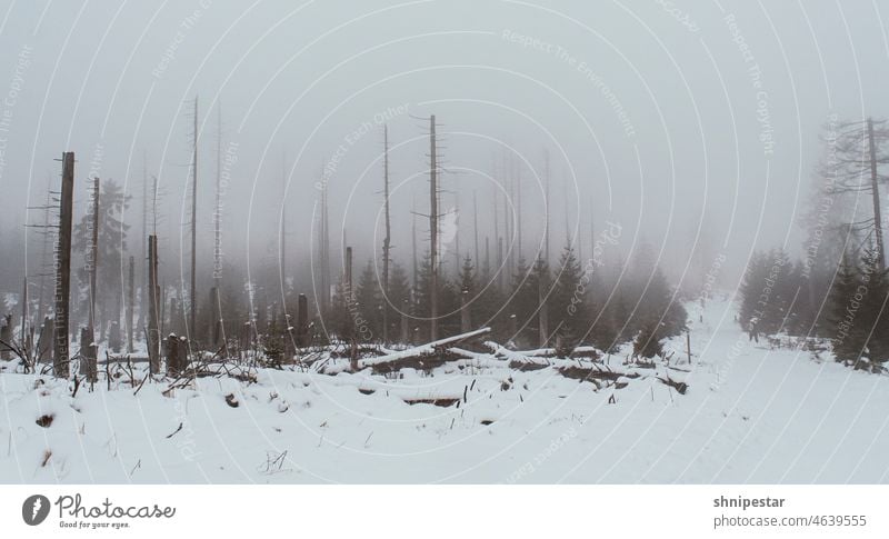 Borkenkäfer-Plage im Harz zur Winterzeit Borkenkäferplage Borkenkäferfeinde Käfer Winterurlaub Endzeitstimmung Schnee Natur Wald Außenaufnahme Landschaft Umwelt