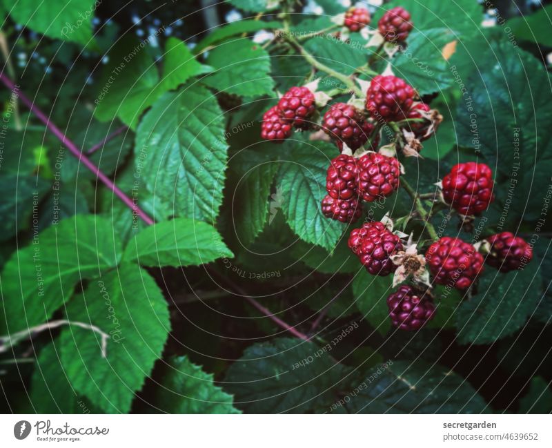 da ist was im Busch Natur Naturerlebnis Naturliebe Himbeeren Frucht grün rot natürlich Farbfoto frisch Gesundheit Außenaufnahme Ernährung Nahaufnahme Sommer