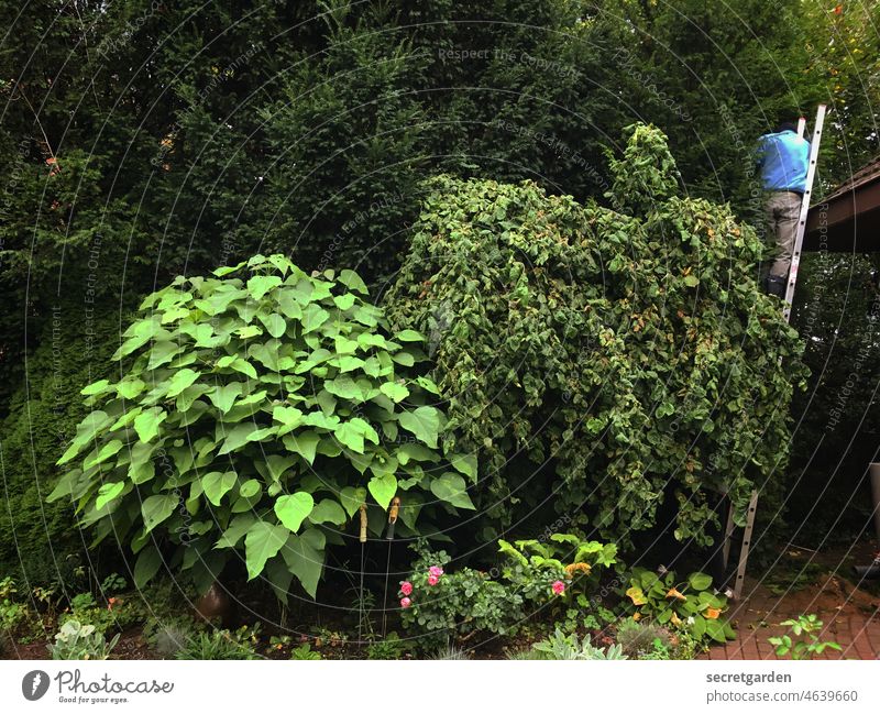 Da ist was im Busch (es war der Gärtner) Natur Garten Park Leiter zuhause Sommer Regenrinne Mann Arbeit & Erwerbstätigkeit gefährlich hoch anlehnen