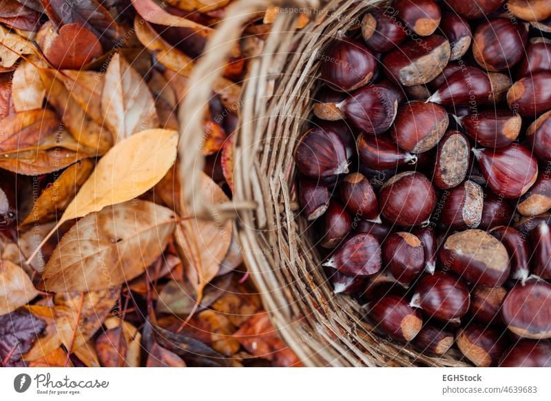 Sammeln von Kastanien im Korb und herbstliche Blätter. Konzept der biologischen Kastanienernte. Ernte sammelnd horizontal tragen entspannend