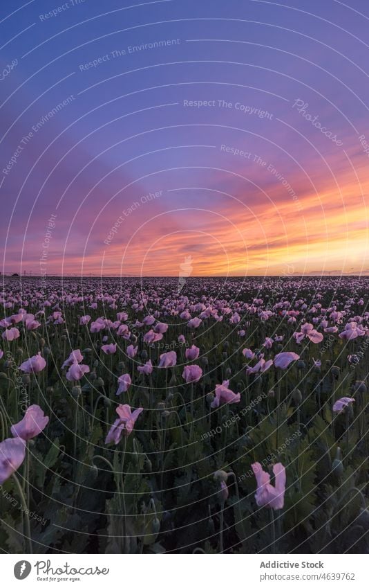 Malerischer Blick auf ein grünes Feld mit blühenden Blumen bei Sonnenaufgang Gras farbenfroh Himmel Natur Wiese hell Blüte Blütezeit lebhaft Sonnenuntergang