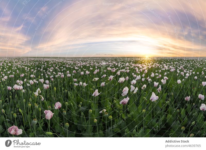 Malerischer Blick auf ein grünes Feld mit blühenden Blumen bei Sonnenaufgang Gras farbenfroh Himmel Natur Wiese hell Blüte Blütezeit lebhaft Sonnenuntergang