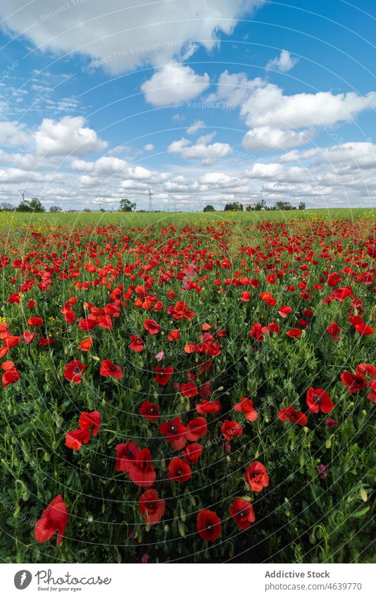 Blühende rote Mohnblumen auf grüner Wiese an einem sonnigen Tag Blütezeit Blume Natur Feld Landschaft Sonne Flora Pflanze grasbewachsen malerisch tagsüber