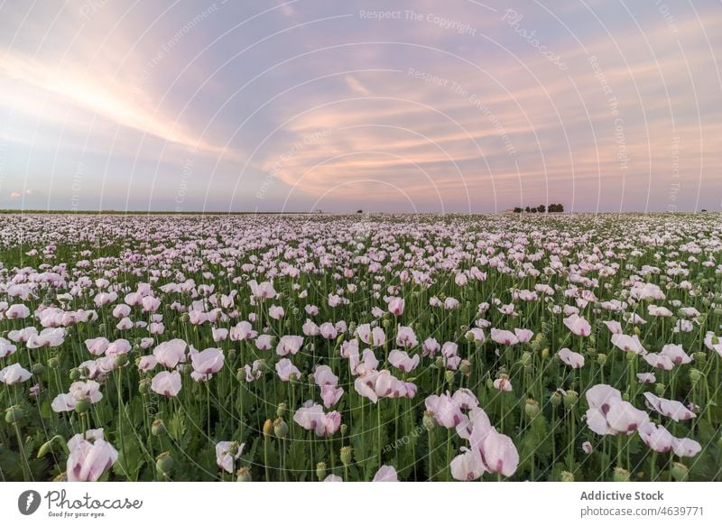 Malerischer Blick auf ein grünes Feld mit blühenden Blumen bei Sonnenaufgang Gras farbenfroh Himmel Natur Wiese hell Blüte Blütezeit lebhaft Sonnenuntergang