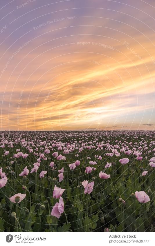 Malerischer Blick auf ein grünes Feld mit blühenden Blumen bei Sonnenaufgang Gras farbenfroh Himmel Natur Wiese hell Blüte Blütezeit lebhaft Sonnenuntergang