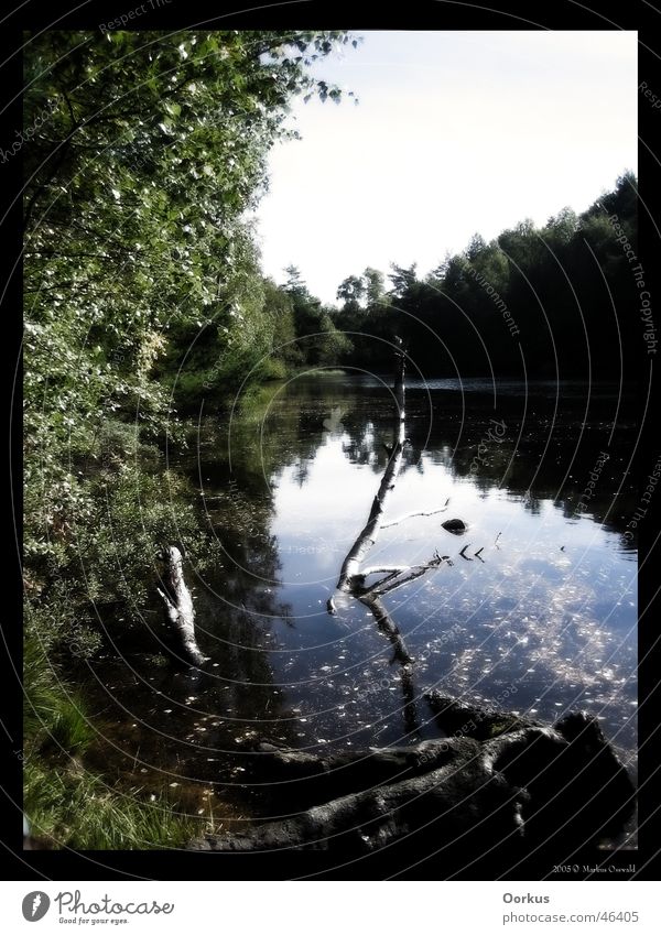 Waldsee See Reflexion & Spiegelung Himmel Natur