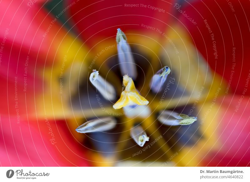 Tulpe - Tulipa greigii, Stempel und Staubgefäße Tulpenblüte Blüte Narbe Closeup Nahaufnahme Zwiebelblume Geophyt Liliengewächse Liliaceae Frühjahrsblüher