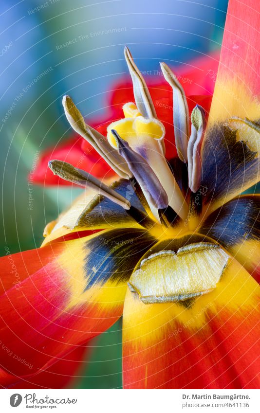 Tulpe - Tulipa greigii, Stempel und Staubgefäße Tulpenblüte Blüte Narbe Closeup Nahaufnahme Zwiebelblume Geophyt Liliengewächse Liliaceae Frühjahrsblüher