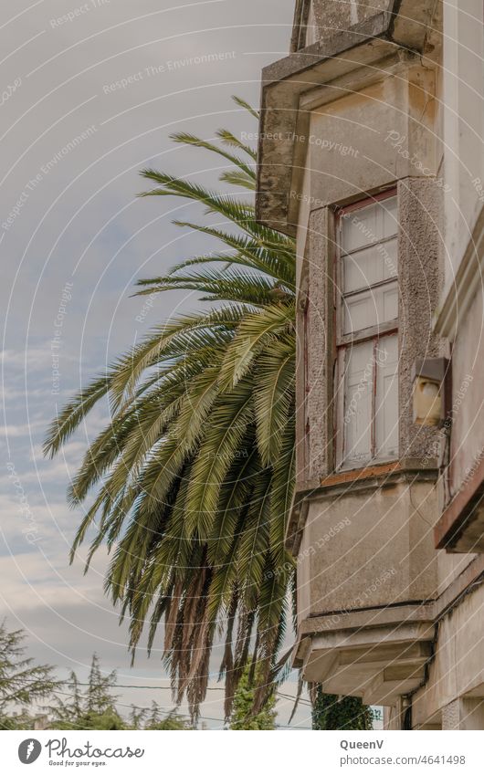 Fassade eines altes Hauses mit Palme Vergangenheit wohnen Mieter Architektur Häusliches Leben Gebäude Fenster Wohnung Vergänglichkeit Stadt Verfall Altstadt