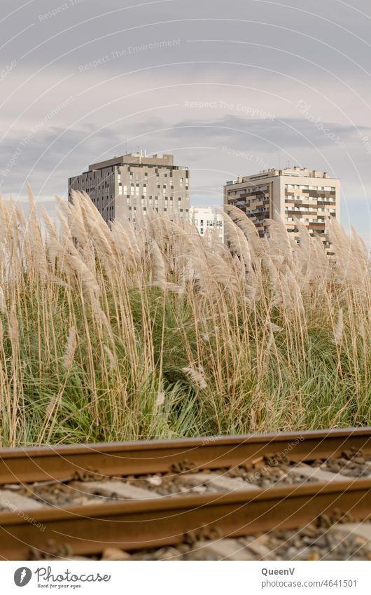 Schienenweg im Vordergrund mit Pampasgrass und Gebäude im Hintergrund Hochhaus Architektur Stadt modern Verkehr Wohnen Miete Lärm Mietendeckel Immobilienmarkt