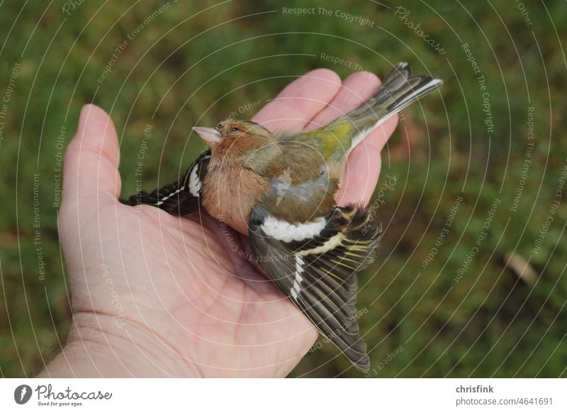 Toter Vogel in Offener Hand Tod Totes Tier Natur Traurigkeit Farbfoto Trauer Außenaufnahme Vergänglichkeit Menschenleer Flügel Schwache Tiefenschärfe Schnabel