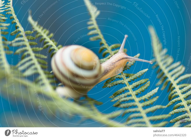 langsam, aber sicher, gleitet die kleine Schnecke übers Farnkraut Hainbänderschnecke Schnirkelschnecken Fühler Stielauge Häuschenschnecken kriechen