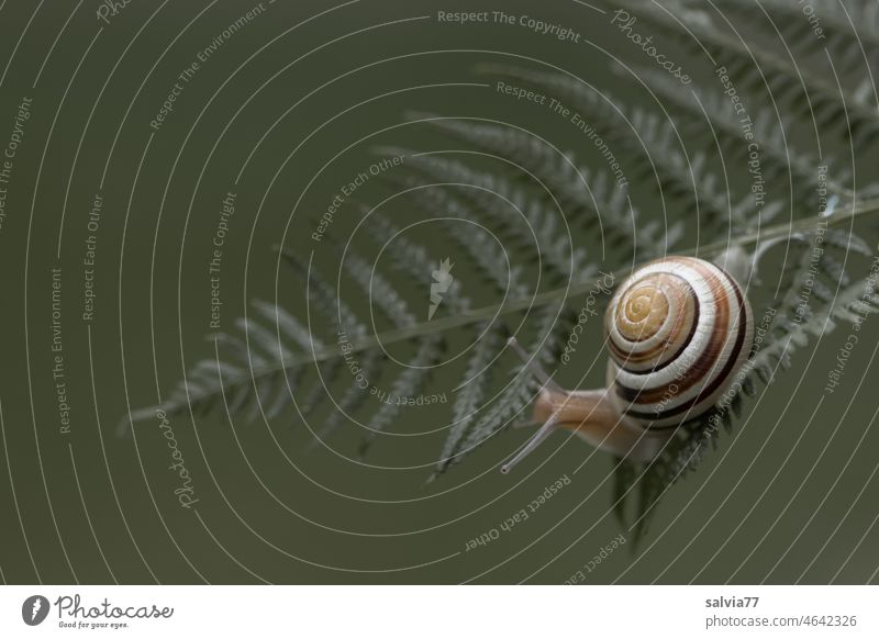 langsam aber sicher Schnecke Schneckenhaus Fühler kriechend Farnblatt Tier Natur Nahaufnahme Schwache Tiefenschärfe Tierporträt klein 1 Menschenleer