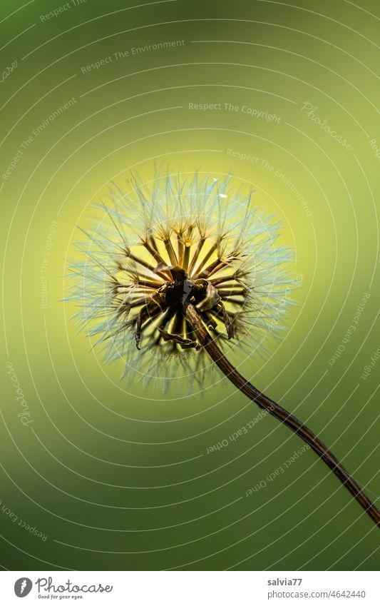 Pusteblume Natur Samenstand Pflanze Blume Freisteller Hintergrund neutral Blüte verblüht Wuschelkopf Gegenlicht filigran Menschenleer Leichtigkeit weich