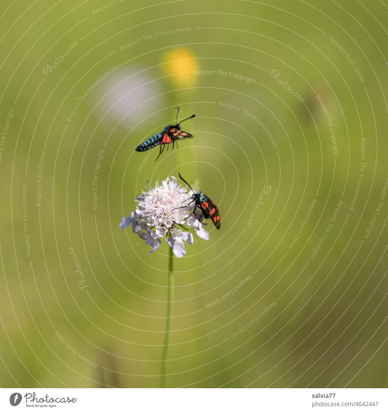 Überflieger auf der Blumenwiese Schmetterlinge 2 Natur Widderchen fliegend grün Witwenblume Zygaenaidae Fünffleck-Widderchen gelb Farbfoto Wiese Blühend Blüte