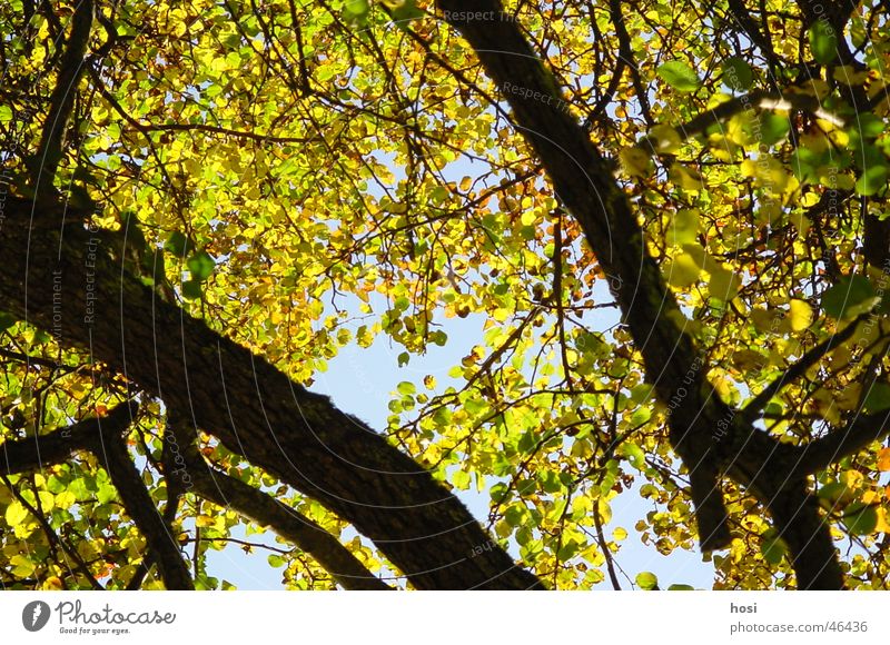 Herbst im Wald Baum Blatt Ast Natur Farbe Sonne