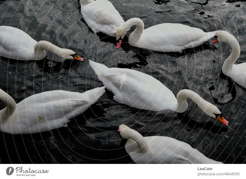 Sieben Schwäne Schwan Vogel Tier Wasser Schnabel weiß Feder Natur elegant Hals ästhetisch Im Wasser treiben stolz Schwanensee Teich Flügel Wirrwarr