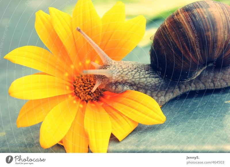 ganz langsam Natur Pflanze Tier Blume Blüte exotisch Schnecke 1 Stein natürlich schleimig schön mehrfarbig gelb Frühlingsgefühle Warmherzigkeit Mobilität Umwelt