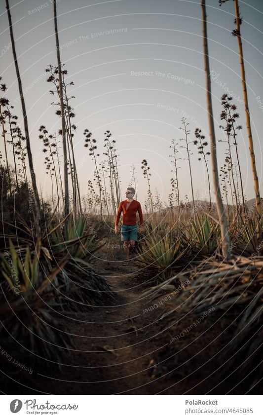 #A0# Agaven-Wanderung I erkundend Sommer Natur wandern durchlaufen Oberkörper Landschaft Tourismus Ferien & Urlaub & Reisen Abenteurer Abenteuer Fuerteventura