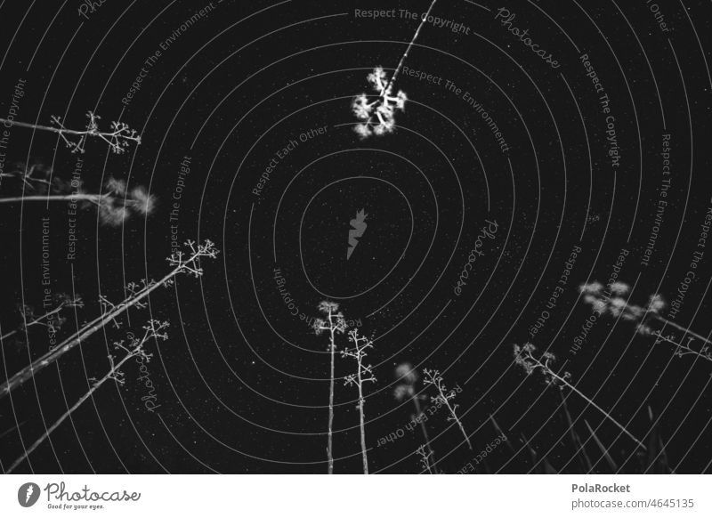 #A0# Agaven-Wanderung II Natur Abenteurer Abenteuer Fuerteventura Kanarische Kanarische Insel Kanarische Inseln Kanaren Agavesirup Agavendicksaft Agavenblatt