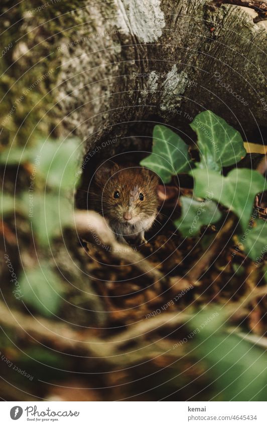 Haselmaus unter Baum Maus Wildtier Tier Fauna Wald Wurzel Boden Waldboden grün braun niedlich schauen sitzen Neugier Schnauze Natur klein Tierporträt natürlich