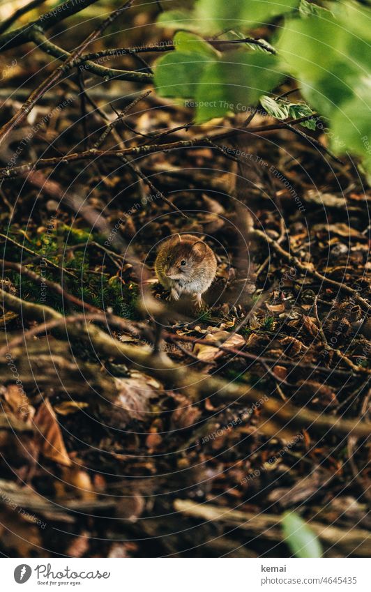 Haselmaus Maus Wald Boden Waldboden unten Froschperspektive sitzen schauen Vorsicht aufmerksam natürlich Tier Waldtier Wildtier Fauna hocken niedlich