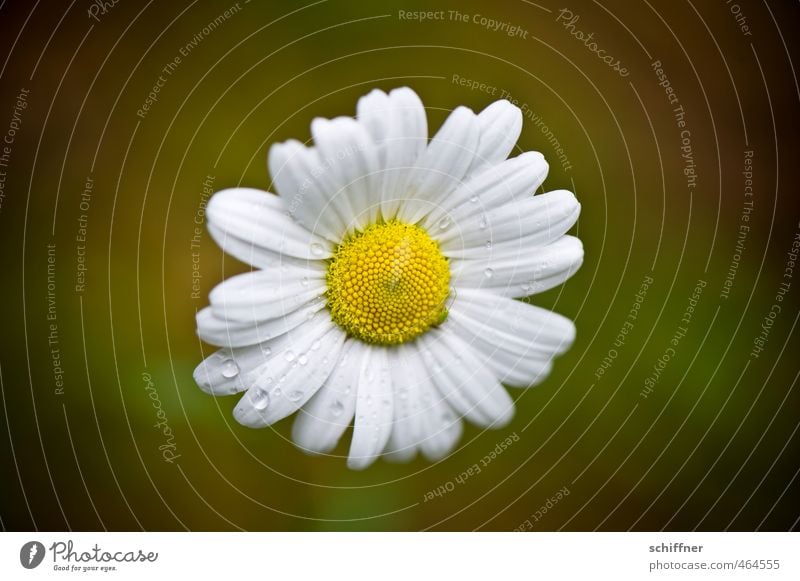 Mauer | blümchen Pflanze Blume Blüte klein gelb weiß Gänseblümchen Wassertropfen Landkreis Regen Einsamkeit Blütenblatt zentral Freisteller Menschenleer