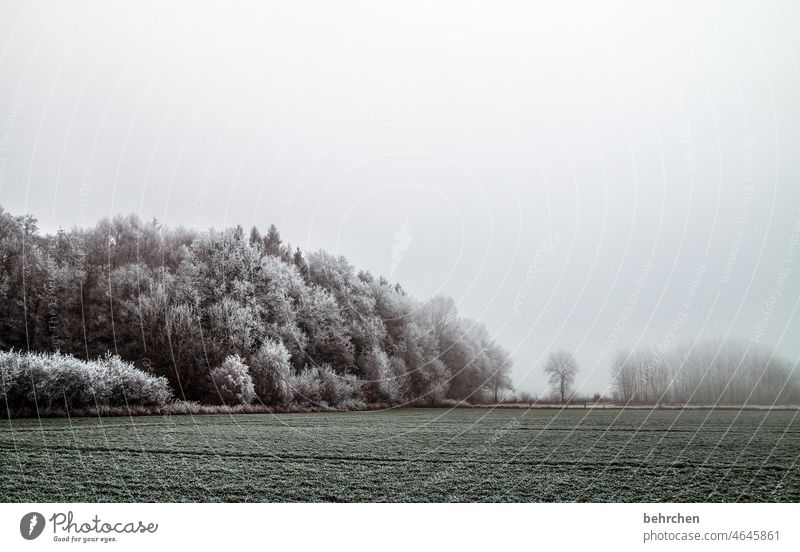 gegen den strom Kontrast Licht Tag Menschenleer Außenaufnahme Farbfoto Raureif Herbstlaub Schneelandschaft Landwirtschaft Himmel schön kalt frieren Wald Feld